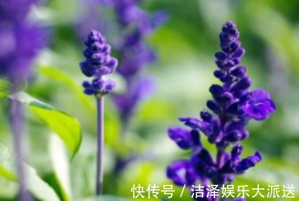 萃取精油|“它”开花比薰衣草还美，“便宜”好养活，群植效果看了都想养