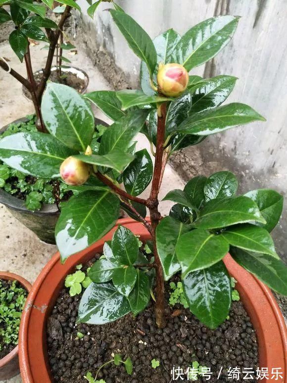 果皮|花盆里插1根筷子,解决了养花人的大难题,快试试看!