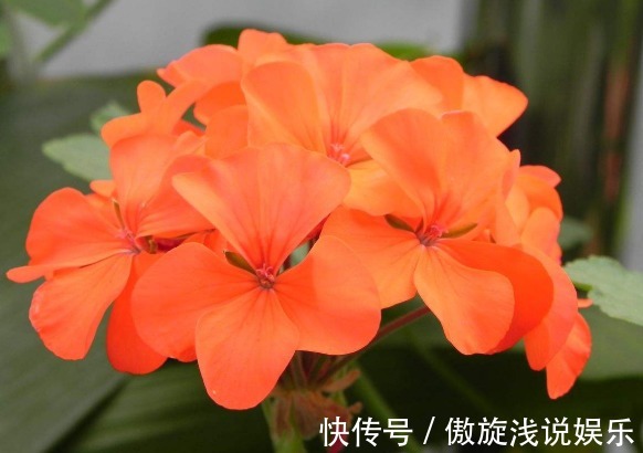 花卉里的“劳模”,此小花四季开花,好养花朵艳,开花一簇一簇