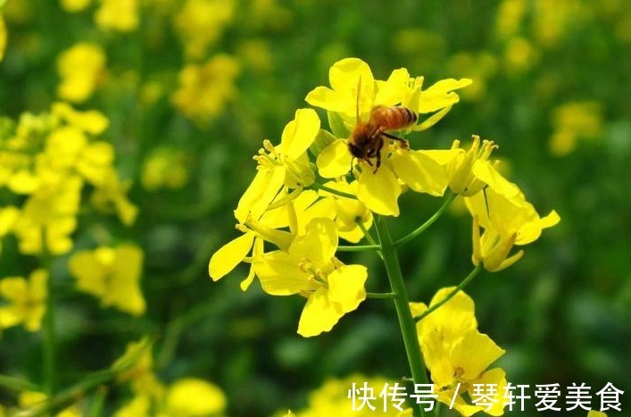 此花色泽艳丽,站在花丛中,一切烦恼忧愁顷刻消散,代表着正能量