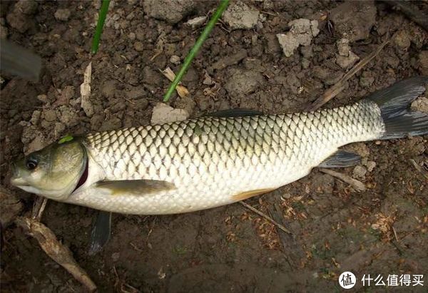 蚯蚓被誉为“万能饵料”,这些细节却常被忽略,爱钓鱼的你别错过