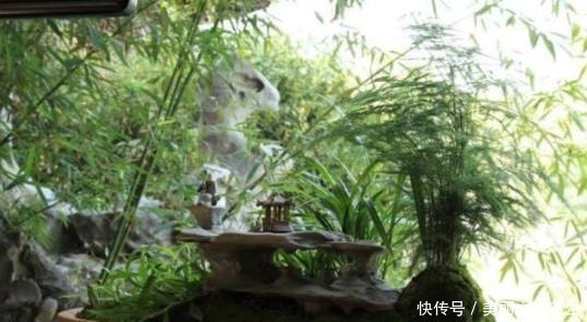 家中常年不见光养花就选这3种，耐阴好养，欣赏价值高！