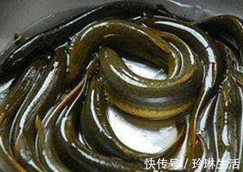 补肾|5类天然的“雄性激素”,男性若能常吃,补肾益精,魅力十足