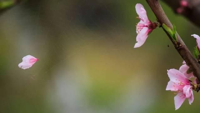 唐诗宋词鉴赏#中国古代有一首诗,千年来几乎无人能读懂,千年来却人人赞不绝口