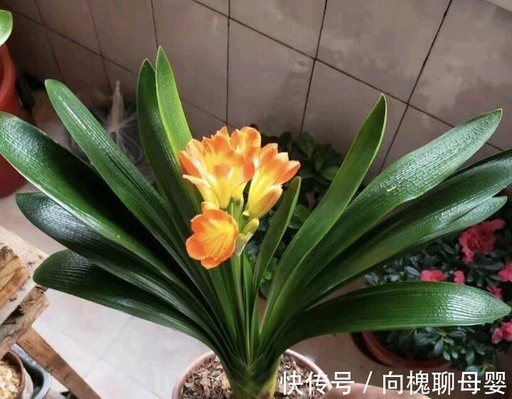 户外挖“2种土”养花,君子兰长得像“大白菜”,茉莉花“爆盆”
