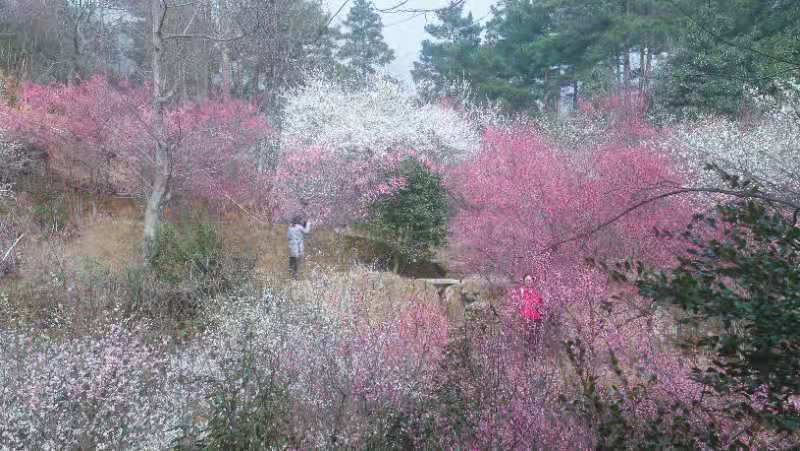 这也太美了，南岳衡山五彩傲梅迎春开