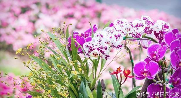 绿色植物|过年买的蝴蝶兰,不要轻易就扔掉,懂花的人都去楼下捡