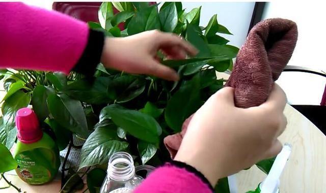 水培绿萝,施肥要谨慎,一个不注意,黄叶满盆,臭味满屋