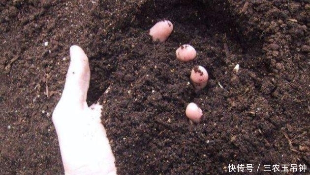 木糠|花盆土壤板结硬化怎么办? 无需换土, 轻松解决小技巧分享!