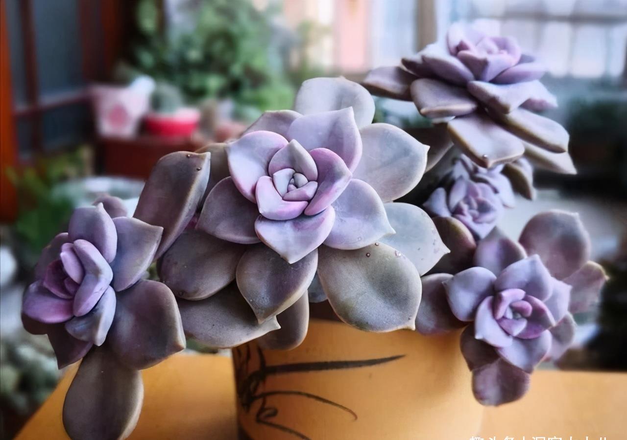 夏天|夏天就选这“三多肉”,不惧高温不休眠,40℃也能生机勃勃