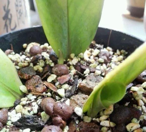 养8种花,别花“冤枉钱”,掐1片叶子“扔土里”,几天就生根