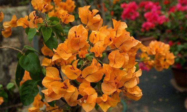 秋水仙秋水仙|养花试试这几款,花朵具有强烈的玫瑰香味