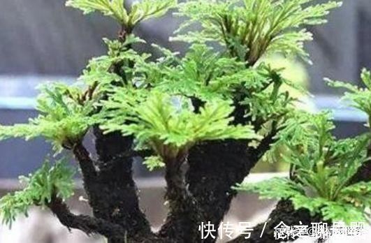 这三种植物最适合做“盆景”,高端上档次,有钱人的最爱