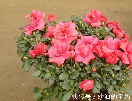 绿萝,文竹,发财树等等该怎么浇水,有没有谁的植物死的只剩盆了