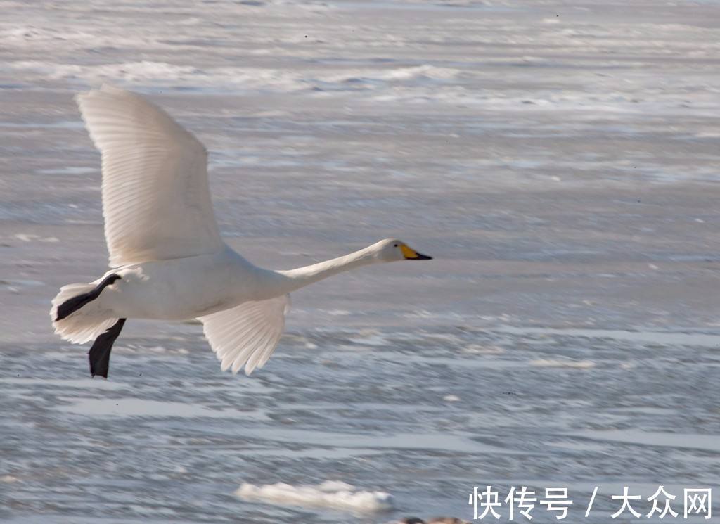 大天鹅|荣成——中国大天鹅之乡