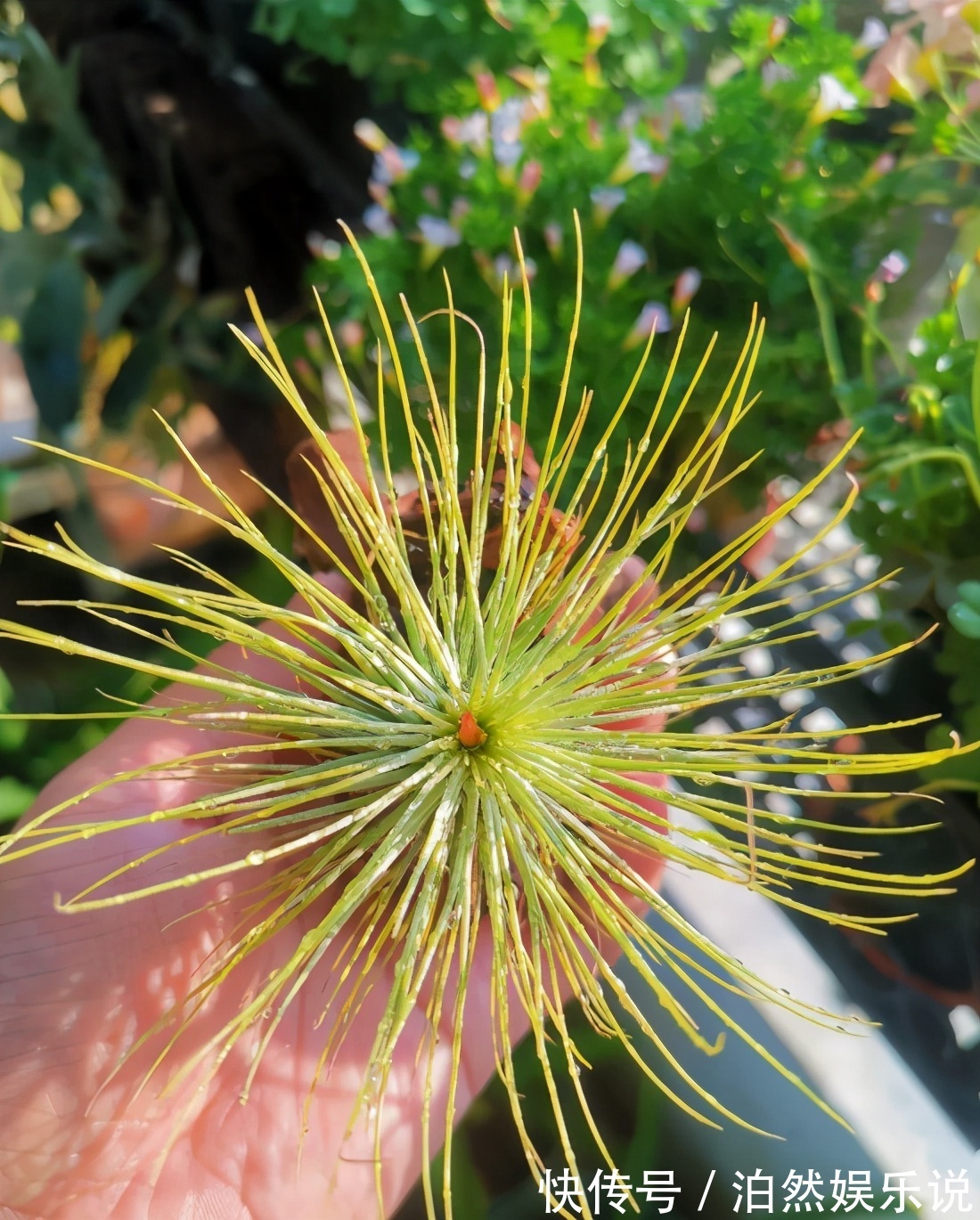 5种客厅“懒人花”,耐阴又耐旱,天天不管它,挤出满盆大笋芽