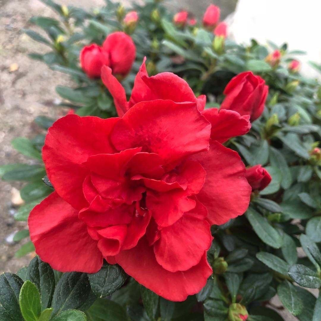 光照|养杜鹃花,掌握住换盆、浇水、光照技巧,新人盆栽一样年年开花