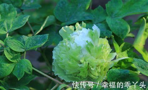 豆绿色的牡丹,清新典雅观赏价值很高