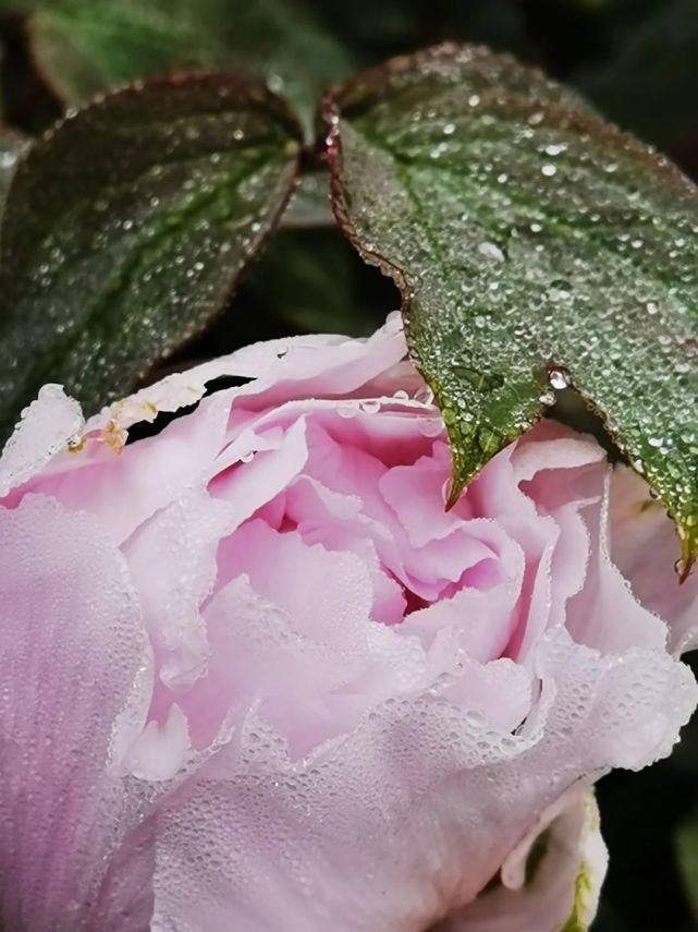 雨落牡丹，送春风十里