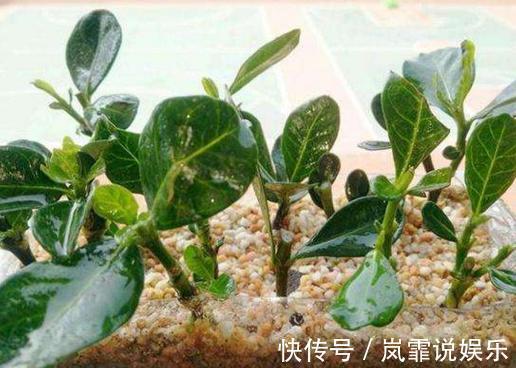 养花|立冬要来了，3种植物赶紧“扦插”，插上就活，错过等一年！