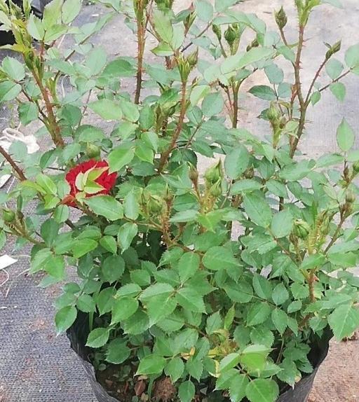 新上盆的月季怎么快速服盆,杜绝僵苗死苗问题