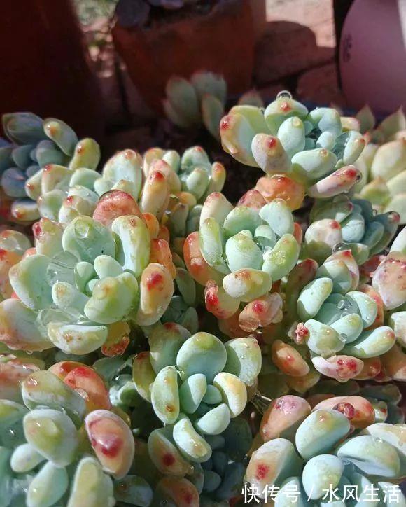 特玉莲|超爱爆小崽的5种多肉,种盆里长的密密麻麻,都装不下了!