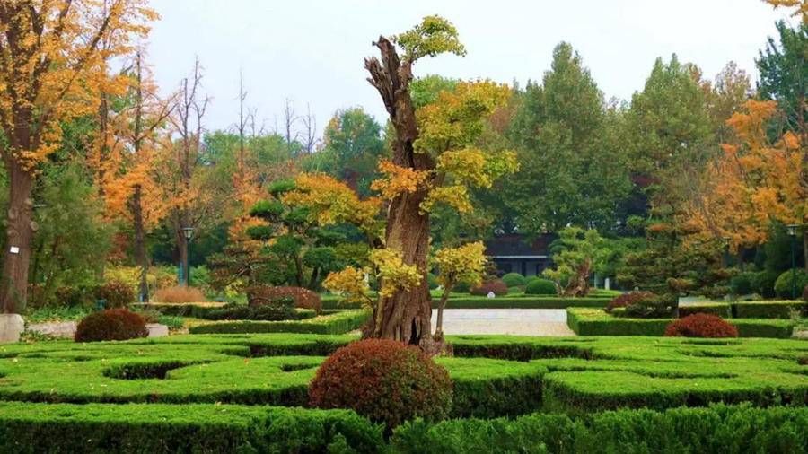 植物园：落叶缓缓扫，美景迟迟消|打卡落叶缓扫地 | 银杏