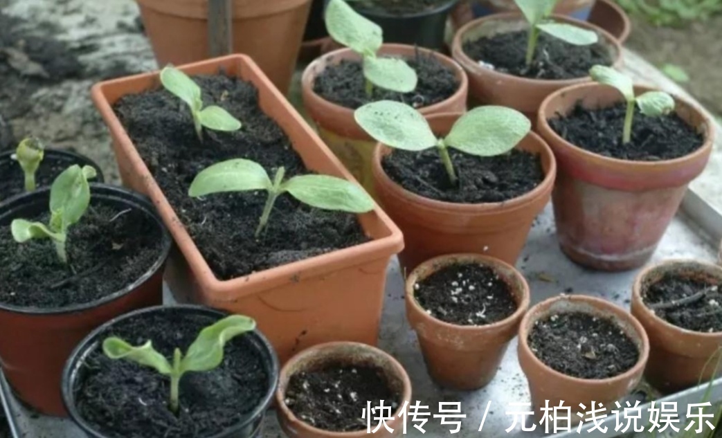 花盆里出现小虫子，不用买杀虫剂，往里面扔点“小东西”就管用