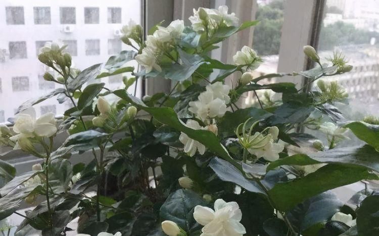 漂亮|6种漂亮花，35度高温不休眠，越热花越多，夏天养花首选