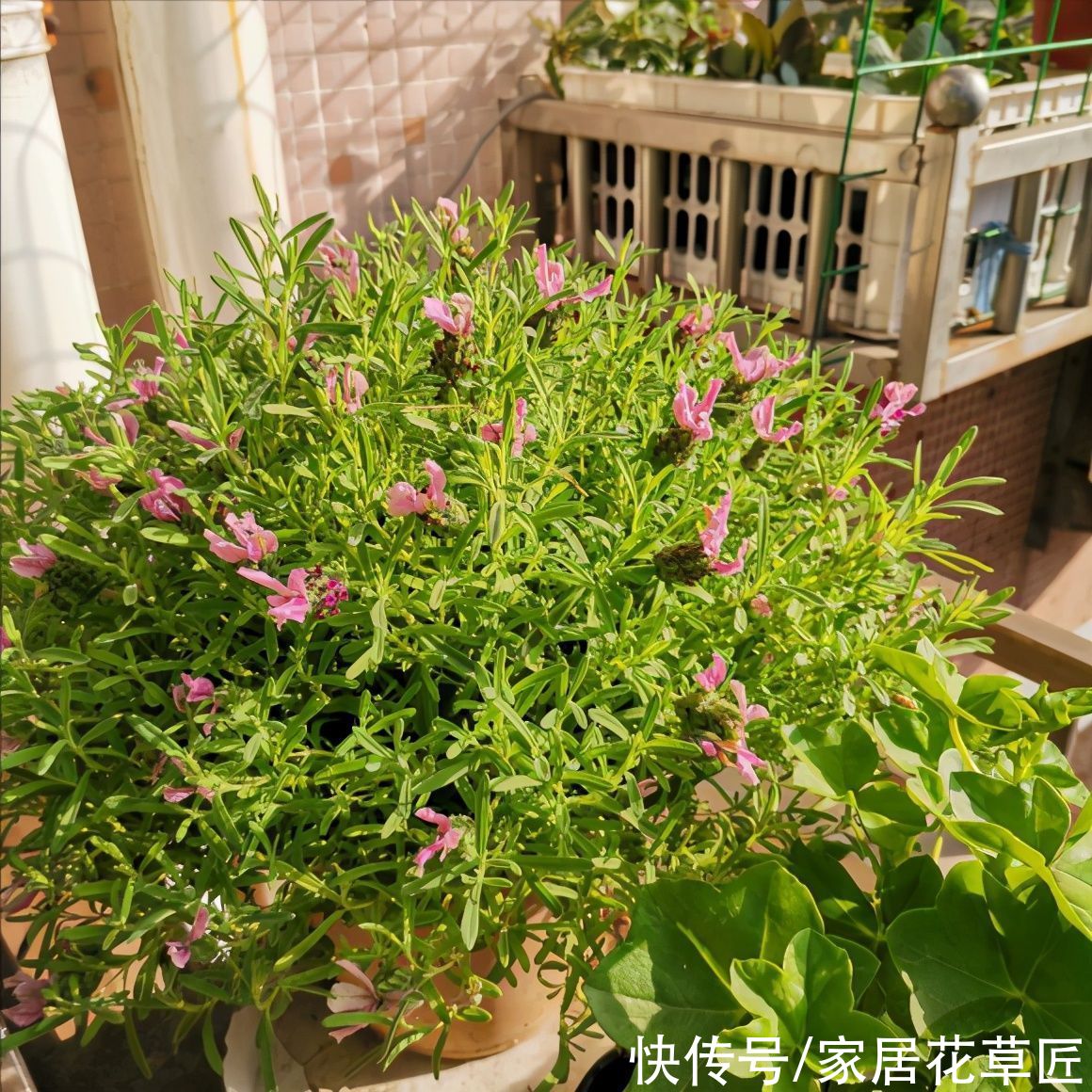 晚香玉|4种带香味的花，好养又好看，还能驱蚊，养上一盆夏天不怕蚊子咬