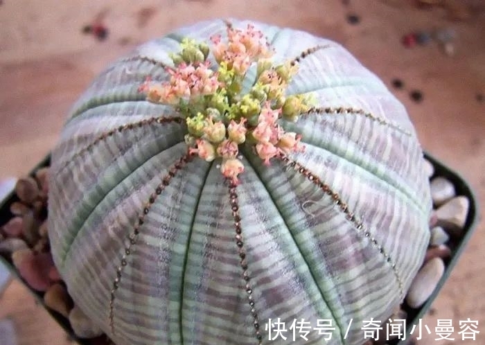 漂亮|20个难得一见的多肉植物,每一个都漂亮极了