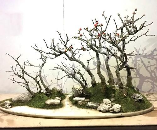 11株苗扎堆，不是柴火，而是一道苍山叠翠山水风光的水旱盆景！