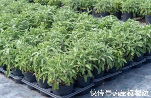 高血压|农地里被忽视的这种野菜,或是高血压“克星”,建议:不妨多吃点