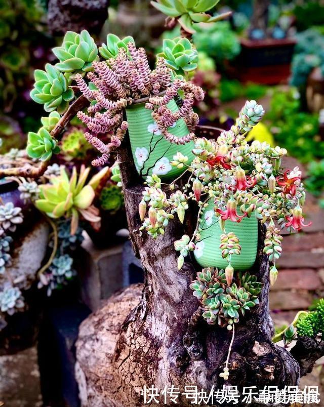 他痴迷养多肉，将500多盆多肉养出“高级感”，大家都夸美如仙境
