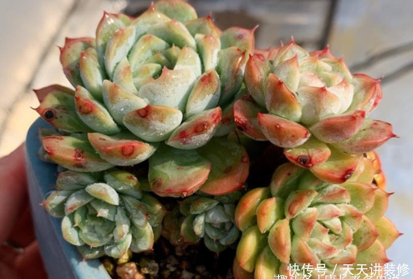 茎秆|多肉底部的枯叶该摘掉吗?当然要摘,但有些品种的枯叶不能全摘