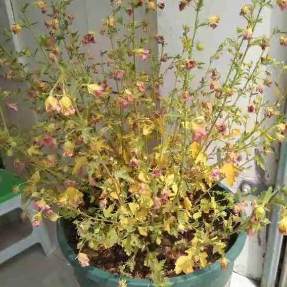 叶子|20种花，天凉了赶紧剪，来年开花有多又艳！