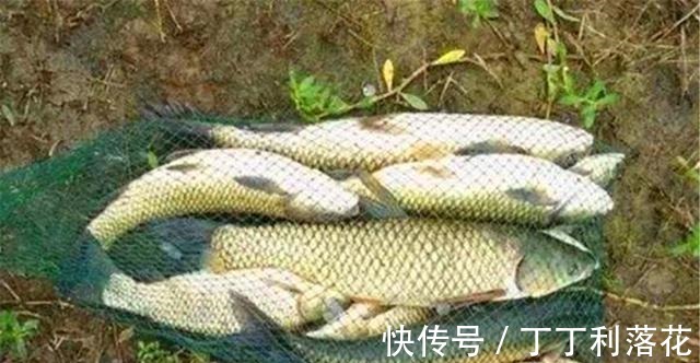 酒香|夏季钓草鱼,用自制饵料效果更好,多种味型饵料配方,专钓大草鱼!