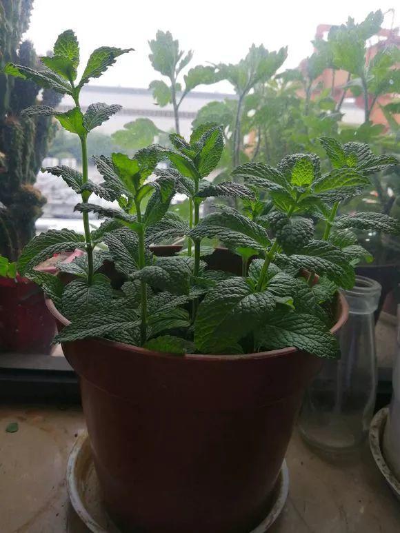 长势超快的9种花,5天爆盆,7天开花,超有成就感!