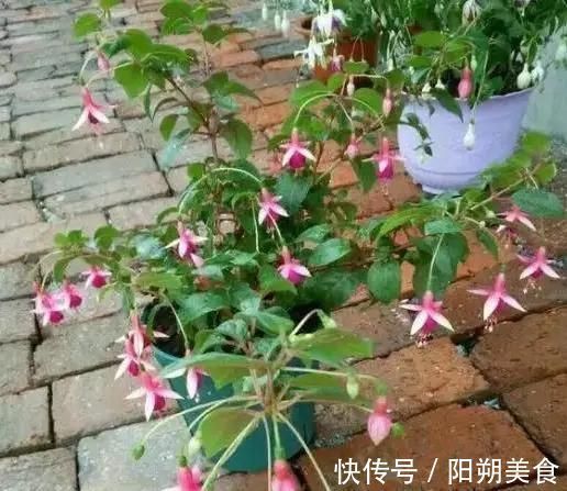 枝条|5种花，趁现在“赶紧扦插”，生根快，长得快，一个月就开花