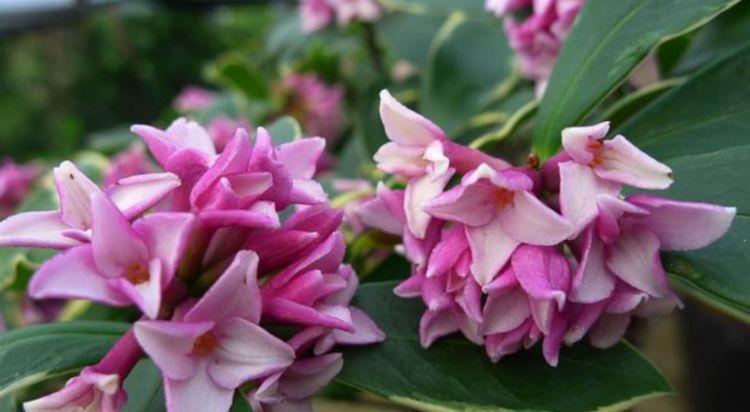 最受欢迎的“4种花”,随便一养成花海,花开一茬接一茬!