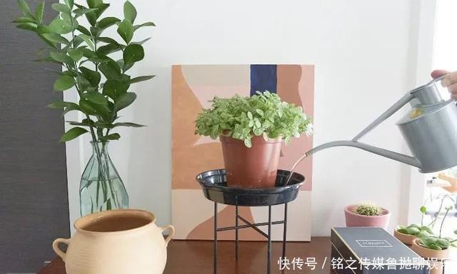 用自来水、雨水、桶装水和凉开水养花的差别,哪种水养花最好呢