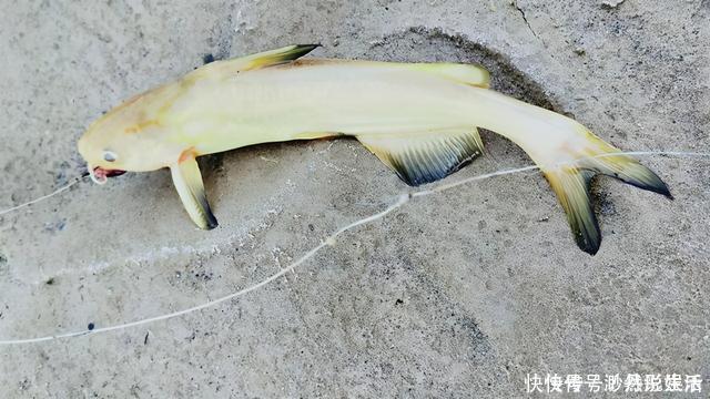 黄辣丁|黄河水位大降,钓鱼人探钓黄河滩,“野货”真不少