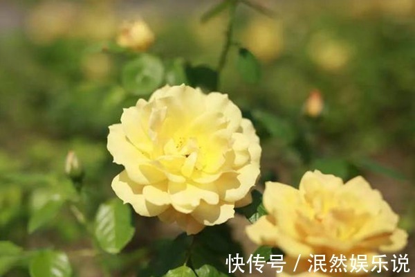 喜欢玫瑰，就养盆“高档玫瑰”黄从容玫瑰，高贵典雅，花姿俊美！