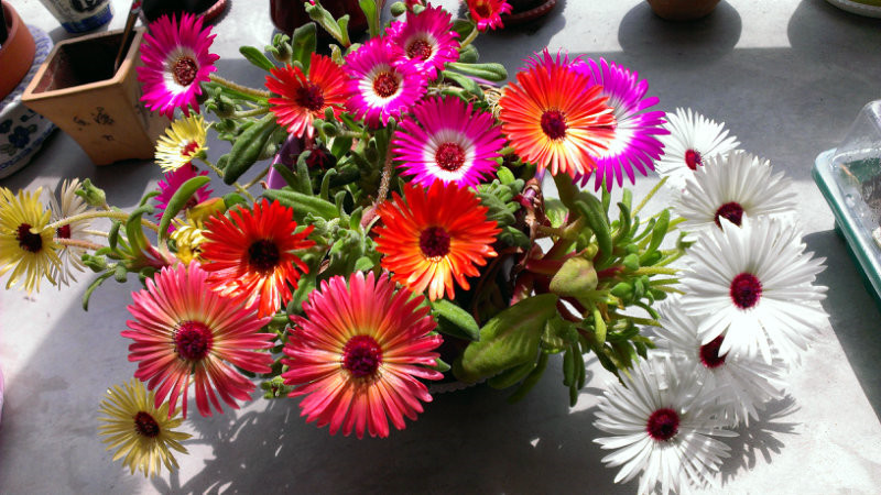 此观花型多肉植物，花色绚丽，一年多季开花，栽培容易，值得拥有