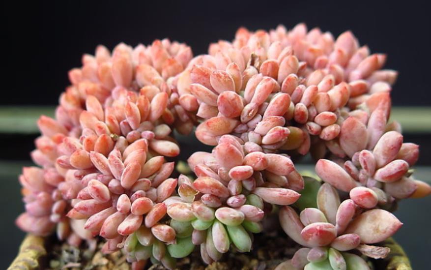 肥厚|7月养盆秋之霜，名字凉爽养护简单，35℃照样红彤彤，养的人不多