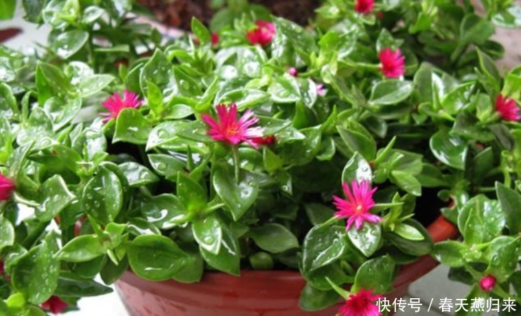 漂亮花|“4种花”只要给水就疯长，一天一个样，长太快，还能开出漂亮花