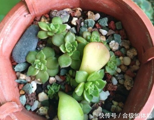 蒂亚一直绿着,实在忍不住了,把叶片撸,全插起来!