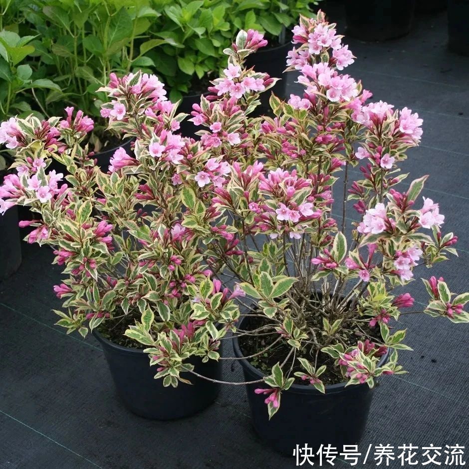 13种耐寒的盆栽花卉，零下20多度可存活，大部分南方也能种