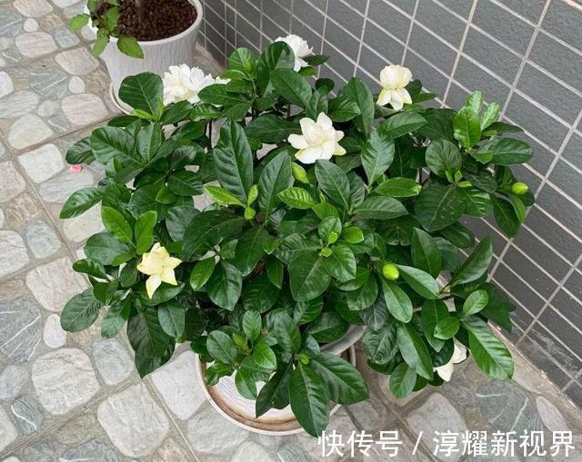 刚买的栀子花，养护“别大意”，一盆水浇下去，花苞全落地！