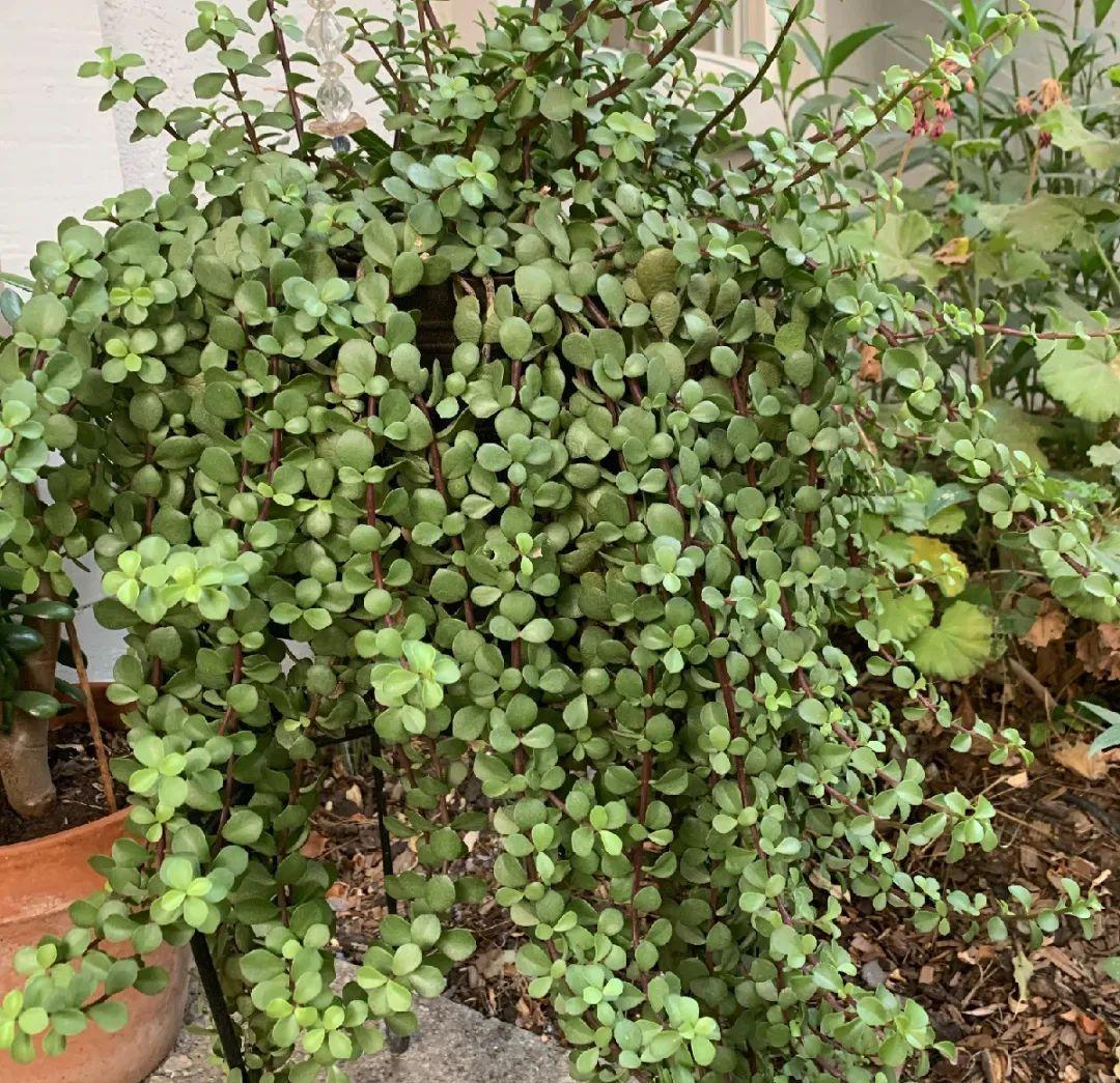 金枝玉叶开花了，真花长这样，很多人没见过